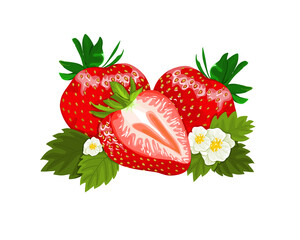 Set of strawberries and strawberry sliced with leaf and flower close-up hand drawing on white background, vector illustration  