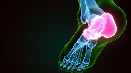 3d illustration of the skeleton foot talus bone
