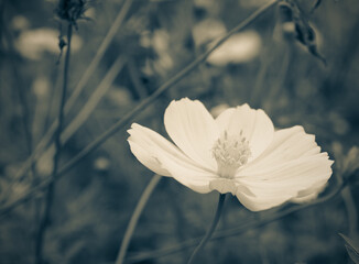 Blur background the leaves and white flowers in the flowers filed (filter monochrome)