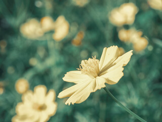 Blur background the green leaves and yellow flowers in the flowers filed