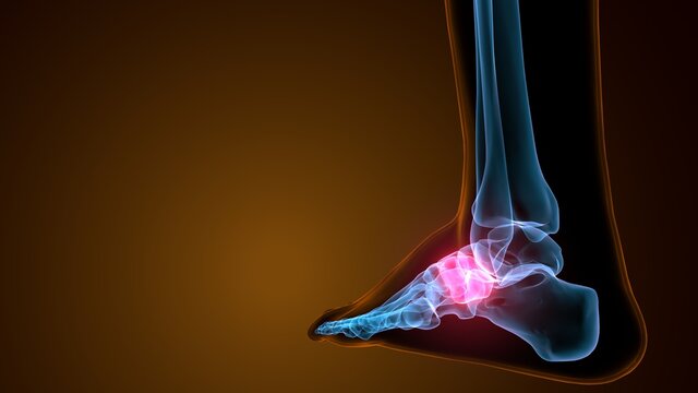 3d illustration of the skeleton foot medial cuneiform bone

