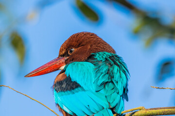 White throater kingfisher close up