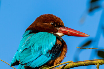 White throater kingfisher close up