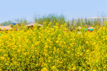 Obraz premium Panorama of blooming field, yellow rape