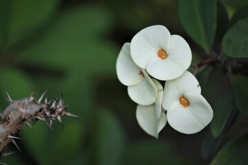 Euphorbia milii from Kerala India