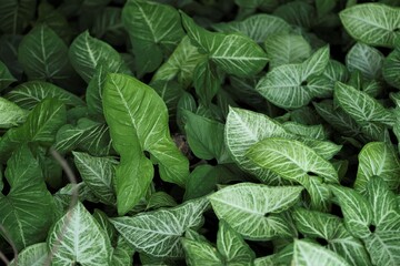 Caladium bicolor, called Heart of Jesus, is a species in the genus Caladium from Latin America