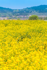 Obraz premium Panorama of blooming field, yellow rape