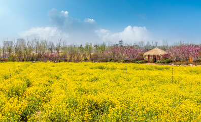 Panorama of blooming field, yellow rape