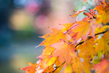 Fototapeta na wymiar 梅村庭園の紅葉