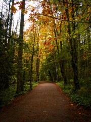 Walking trail covered with fallen leaves in the forest during autumn