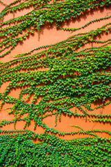 Vintage concrete red wall creeper