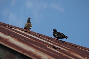 Photo of doves on the roof of the house