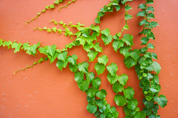 Vintage concrete red wall creeper