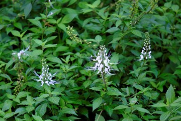 Orthosiphon aristatus is a plant species in the family of Lamiaceae / Labiatae. The plant is a medicinal herb found mainly throughout southern China, the Indian Subcontinent, South East Asia 