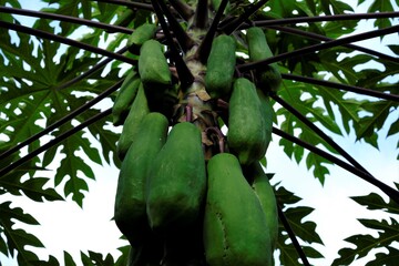 Photo of Papaya plant and fruit
