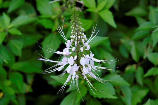 Orthosiphon aristatus is a plant species in the family of Lamiaceae / Labiatae. The plant is a medicinal herb found mainly throughout southern China, the Indian Subcontinent, South East Asia 