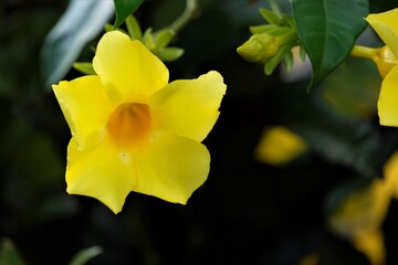 Allamanda cathartica, commonly called golden trumpet, trumpetvine, and yellow allamanda, is a species of flowering plant of the genus Allamanda in the family Apocynaceae. 