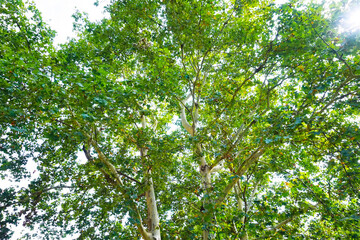Fototapeta premium Sunshine forest and grassland in the park