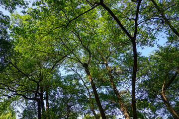 Fototapeta premium Sunshine forest and grassland in the park