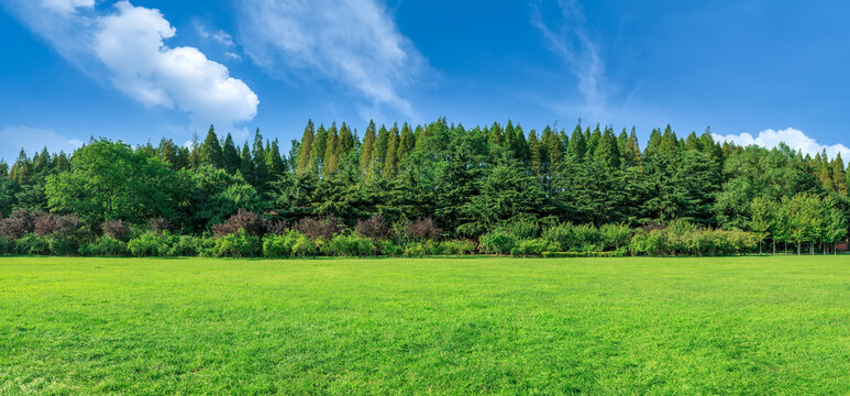 Sunshine forest and grassland in the park