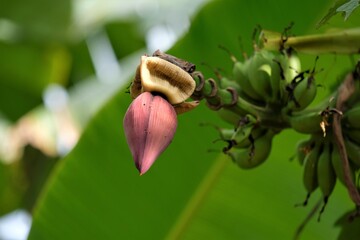 Photo of Banana inflorescence, partially opened