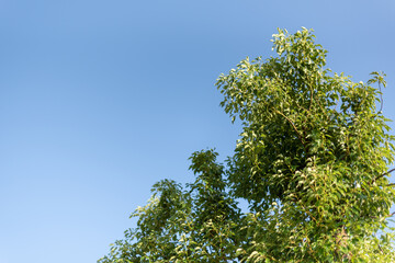 青空と木の葉