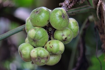 Ficus racemosa is a species of plant in the family Moraceae. Commonly known as the cluster fig tree, Indian fig tree or goolar (gular) fig, it is native to Australia and tropical Asia. 