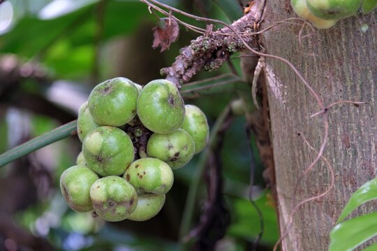 Ficus racemosa is a species of plant in the family Moraceae. Commonly known as the cluster fig tree, Indian fig tree or goolar (gular) fig, it is native to Australia and tropical Asia. 