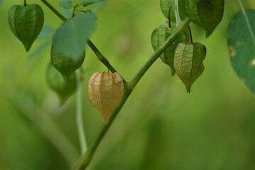 Physalis species are called groundcherries.