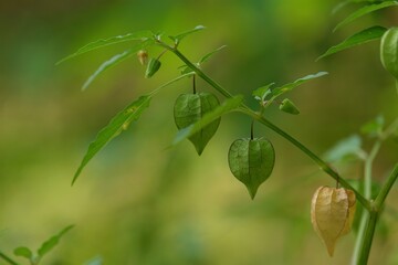 Physalis species are called groundcherries.