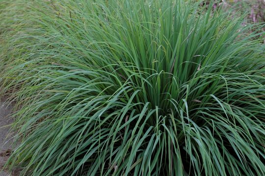 Cymbopogon citratus, commonly known as West Indian lemon grass or simply lemon grass