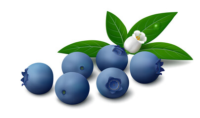 Realistic vector illustration of fresh blueberry berries with green leaves and flower isolated on white background. 