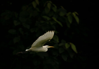 A flamingo flying with a dark background