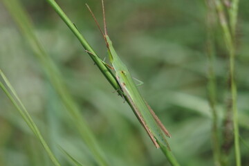 Long headed locust is staying  on the rice plant. Whole body of the insect.