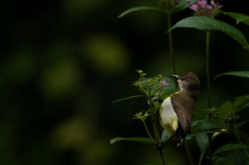 A tailor bird sitting on branch beside purple flowers with lot of space in image to type