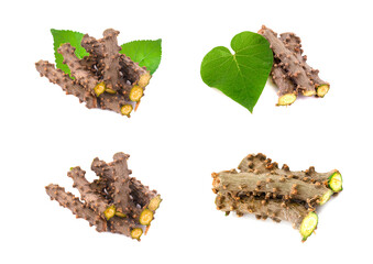 Tinospora cordifolia herb isolated on white background