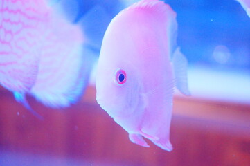 Fairy fish