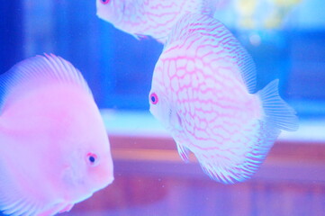 Fairy fish