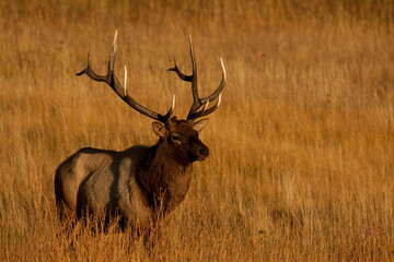  Royal 6 point Bull Elk 
