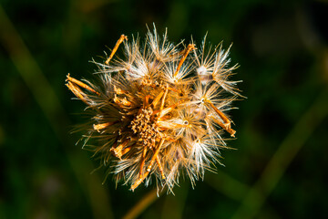 The seed of the grass ready for growth.