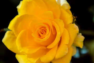 A closeup of a yellow rose