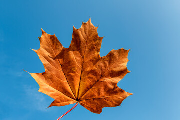 Autumn orange maple leaf against a blue sky.