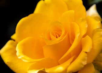 A closeup of a yellow rose