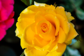 A closeup of a yellow rose