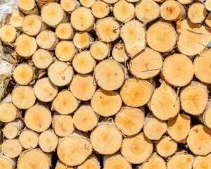 The logs are sawed from the trunks of birch stacked in a pile