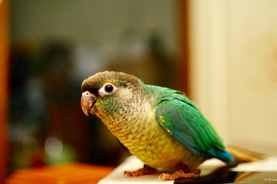 green cheek conure on wood background