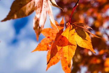朝日を浴びた紅葉した楓の葉