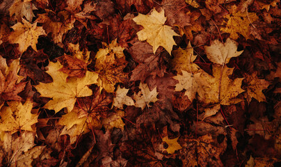 Background group autumn orange, red, yellow maple leaves. Leaves pattern.