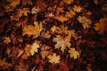 Naklejka na ściany i meble Background group autumn orange, red, yellow maple leaves. Leaves pattern.