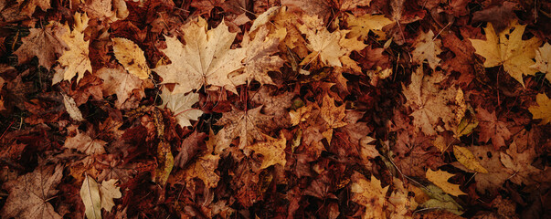 Background group autumn orange, red, yellow maple leaves. Leaves pattern.